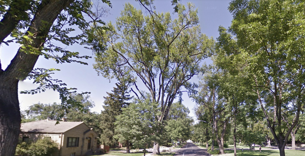 Large, old Elm trees line many of Denver's historic parkways.