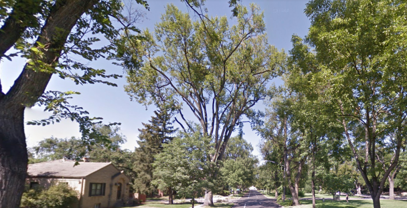 Large, old Elm trees line many of Denver's historic parkways.