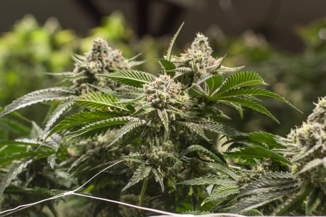 Colorado Springs Pot Recall Stretches Back Nearly a Year, Involves 16 Dispensaries