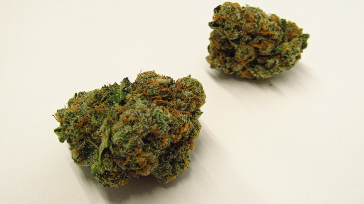 Why Colorado Tokers Love Animal Face