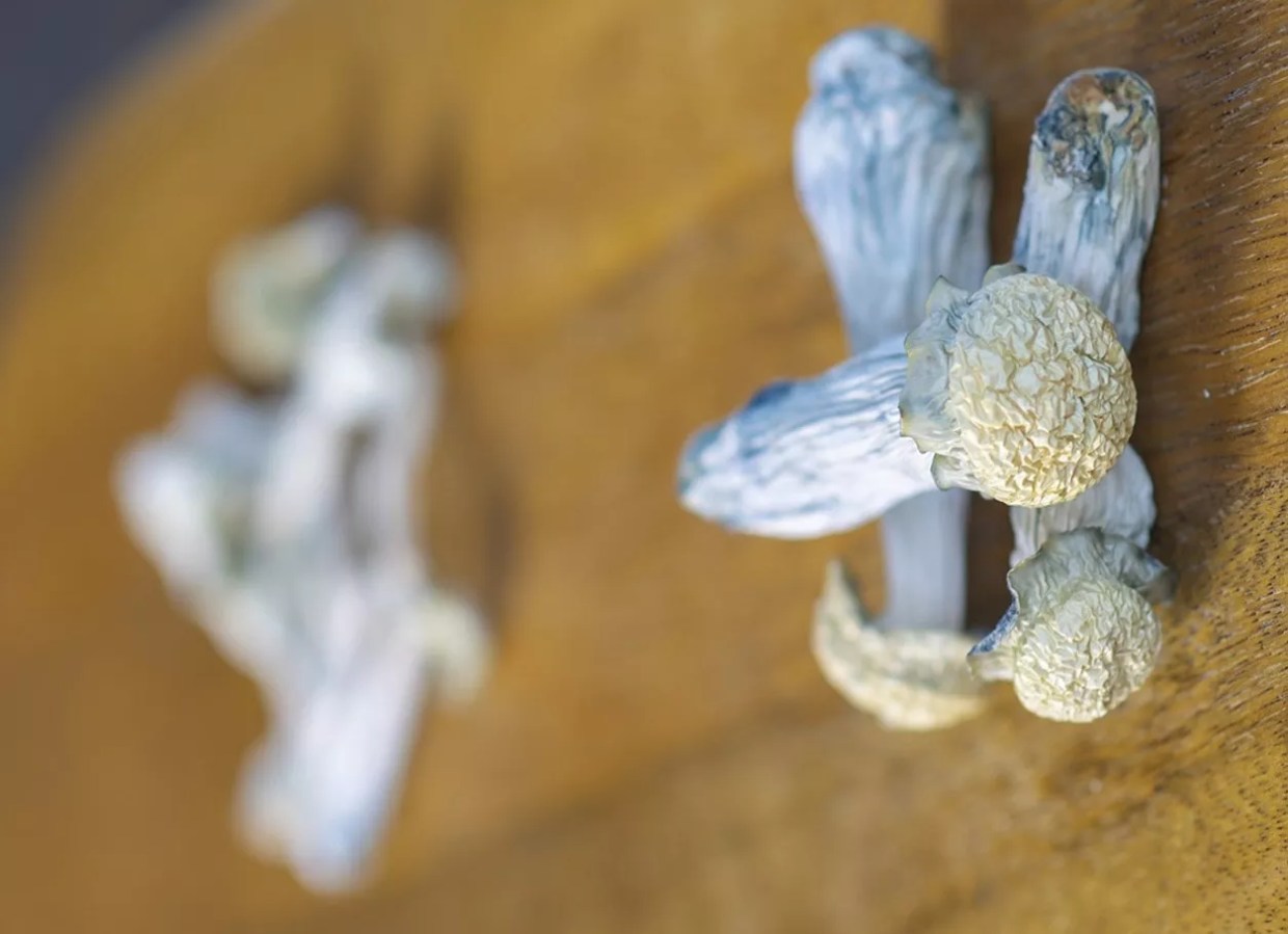 Colorado Sees First Magic Mushroom Bill of 2024