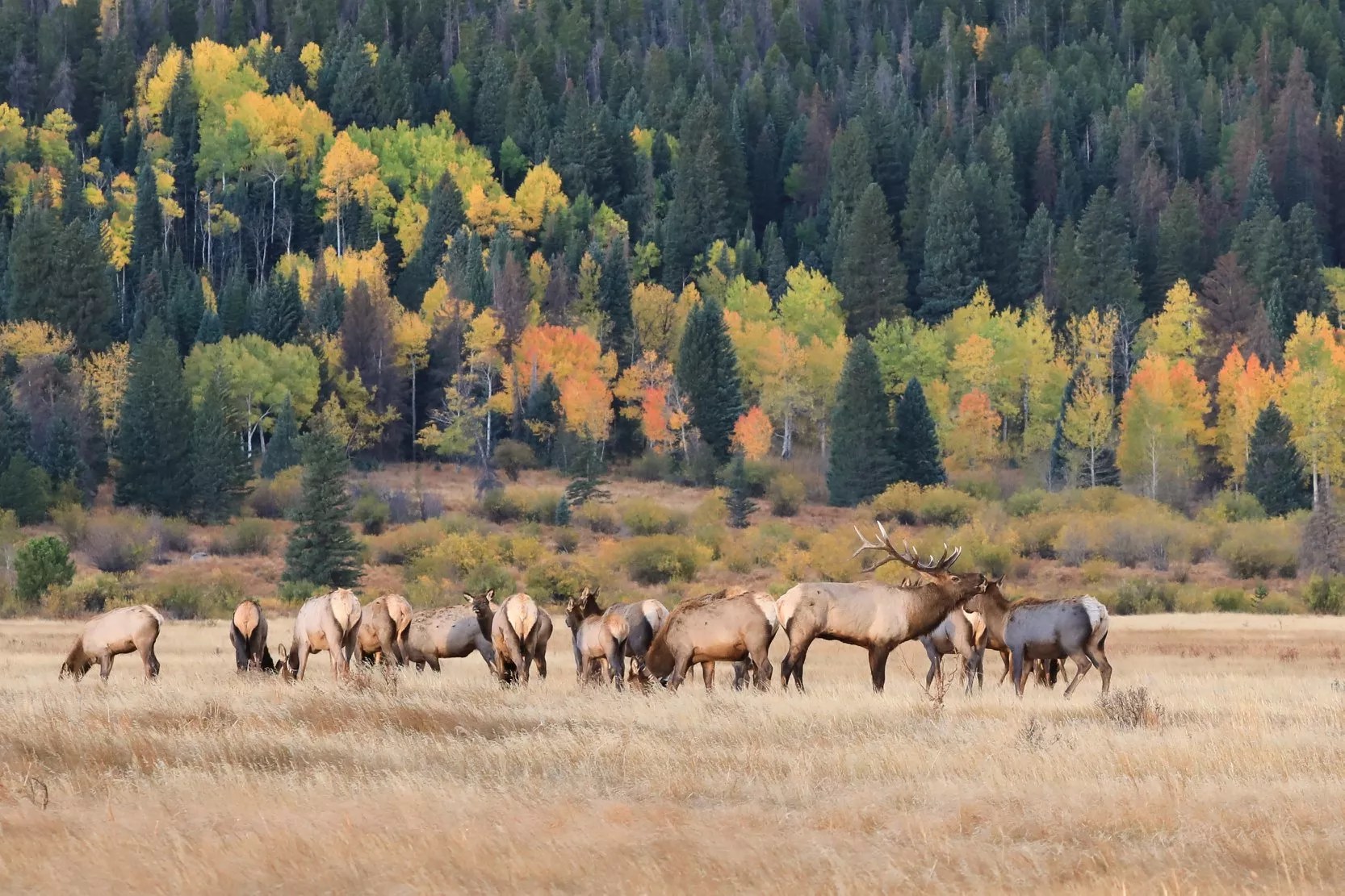 elk in the Colorado mountains