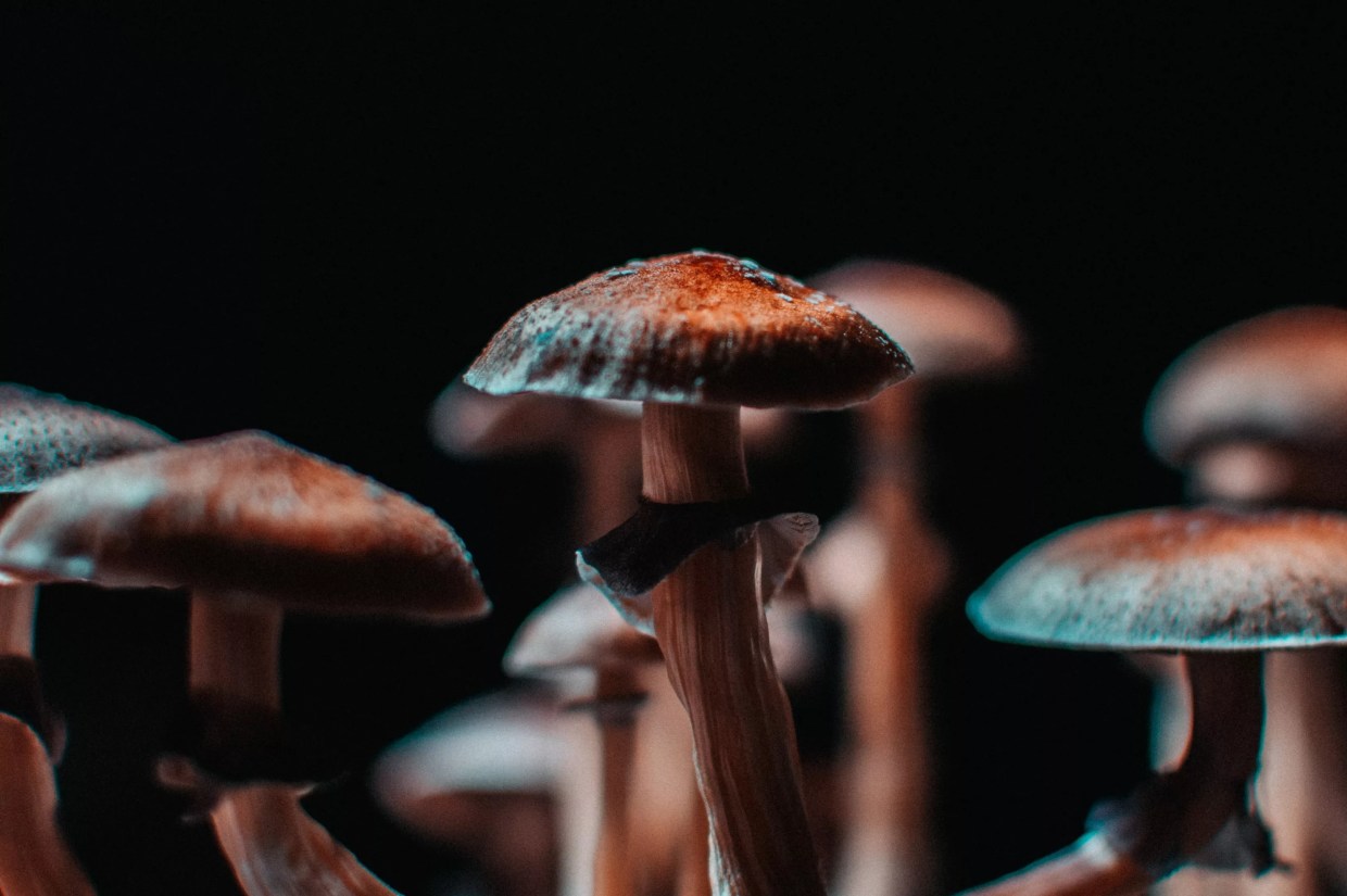 New Psychedelics Info Line Is Waiting on Your Call