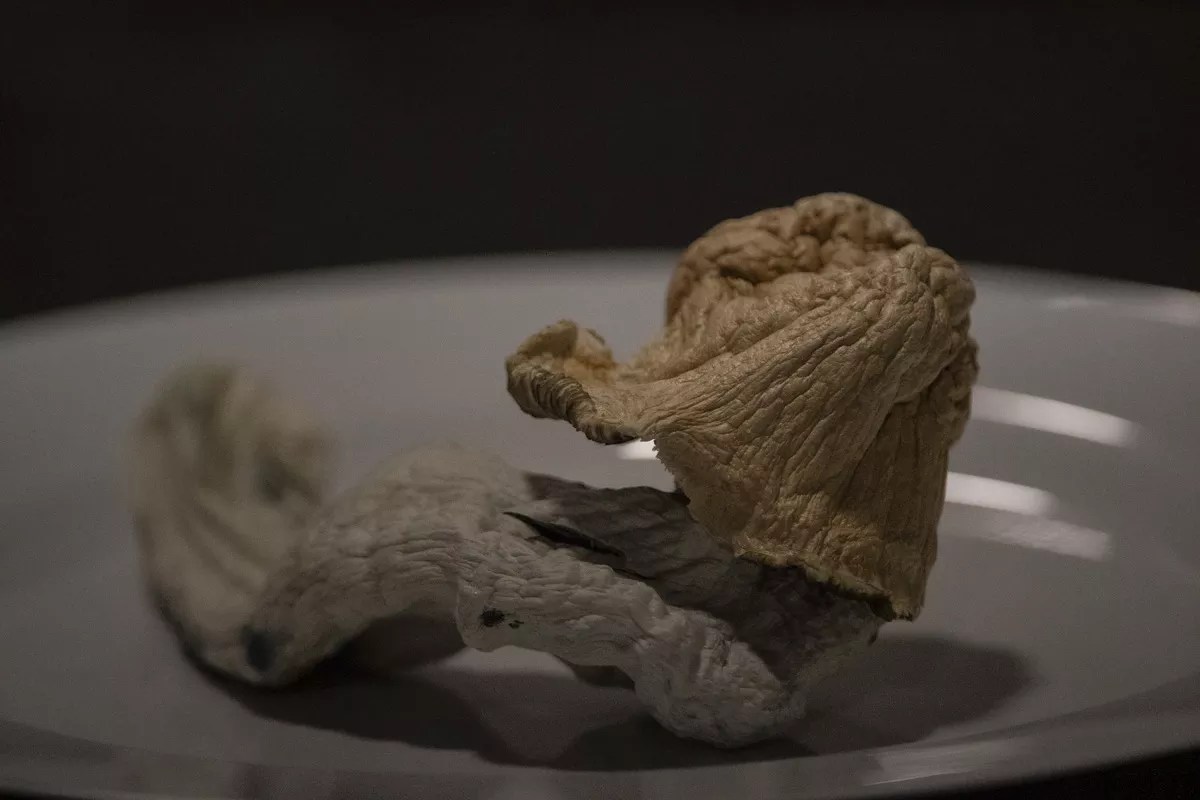 Denver Launches Psychedelic Training for Emergency Responders