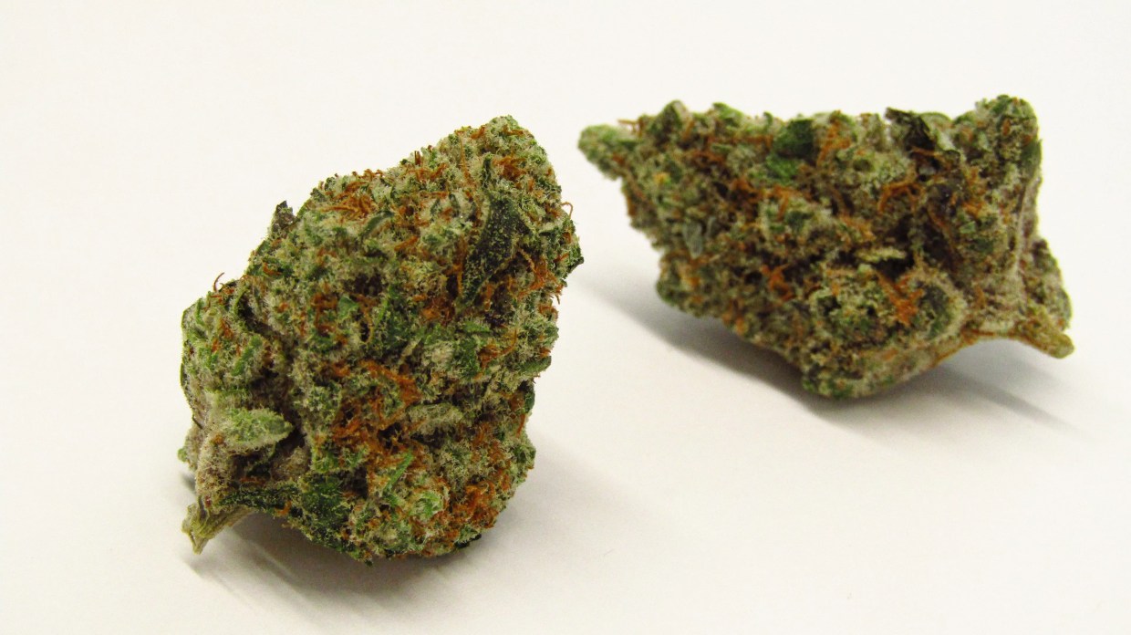 Why Colorado Tokers Love Papaya Runtz