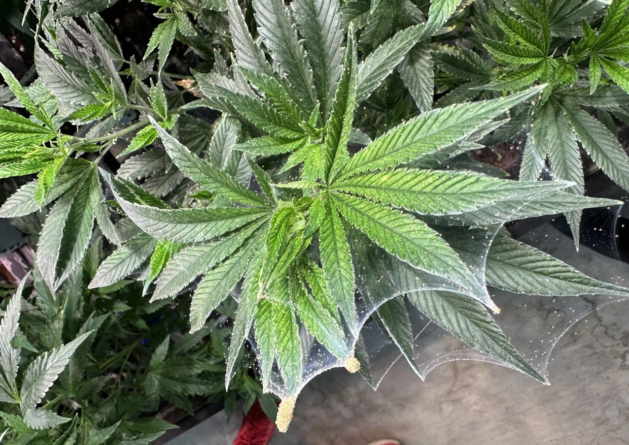 Cannabis Infested With Spider Mites Prompts Health Department Alert