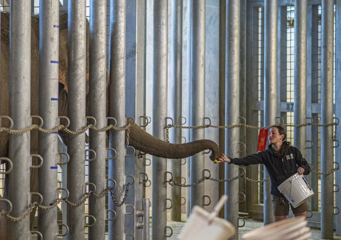 elephant trunk, staffer feeding