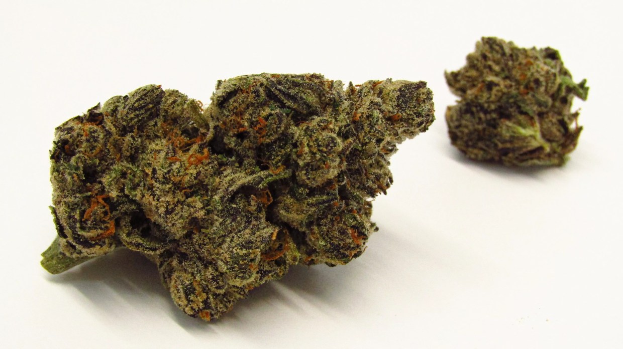 Why Colorado Tokers Love Red Bullz