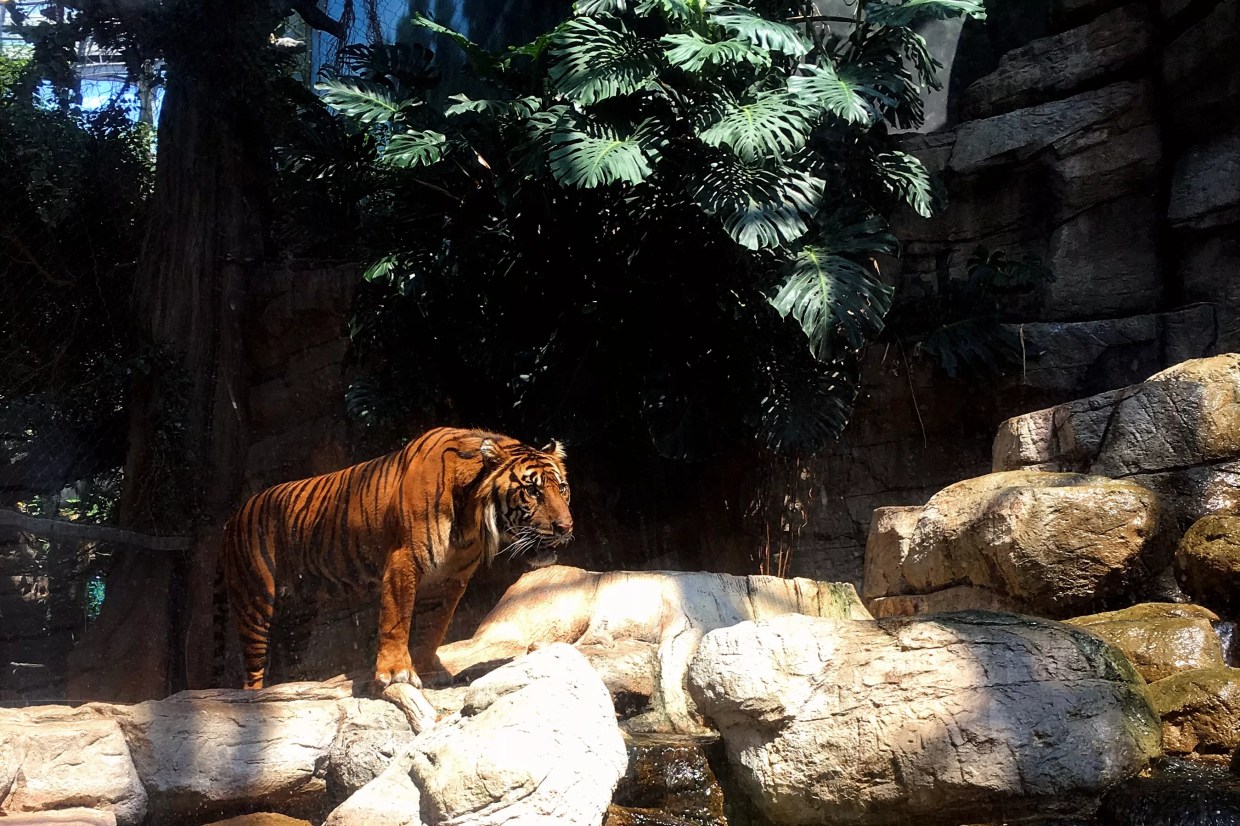 A tiger at the Downtown Aquarium in August 2016.