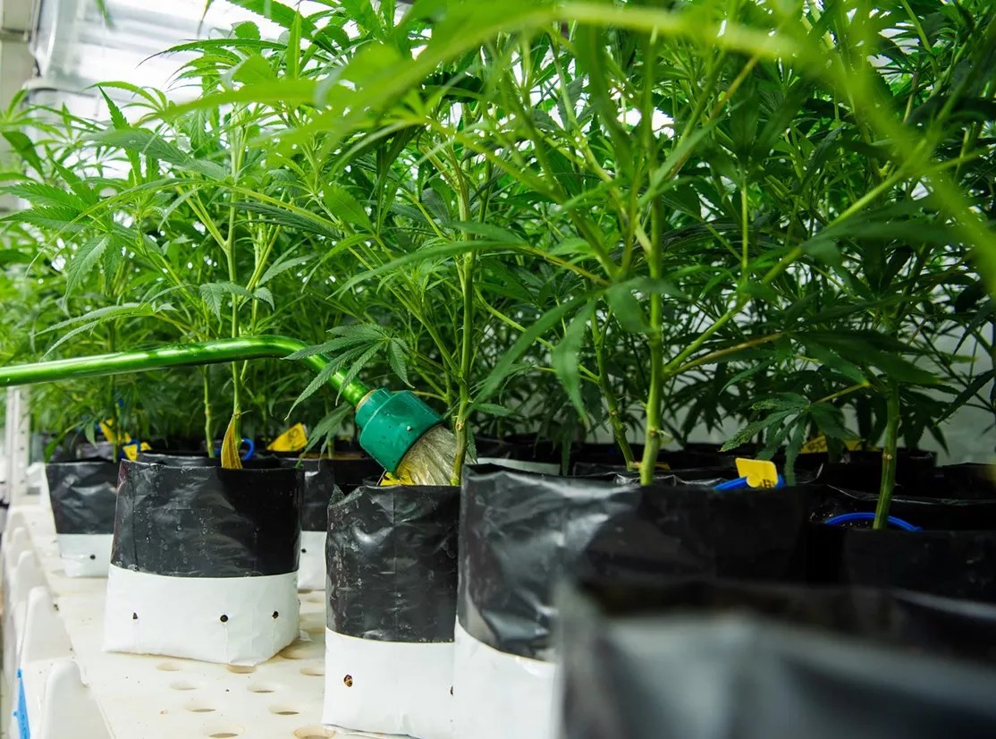 After a Small Bump in 2023, Colorado Marijuana Prices Have Plateaued