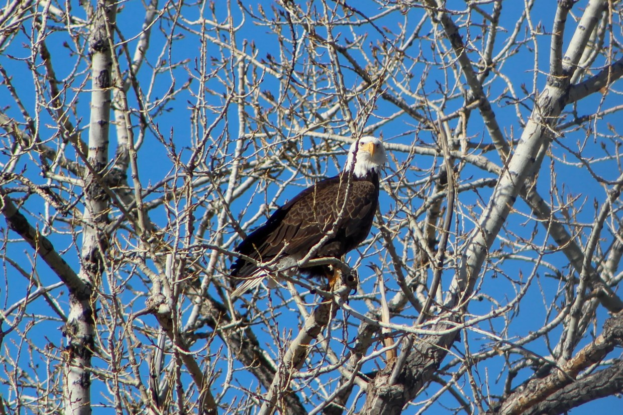 Now Nesting: Pair of Bald Eagles Requires Changes to Englewood Golf Course