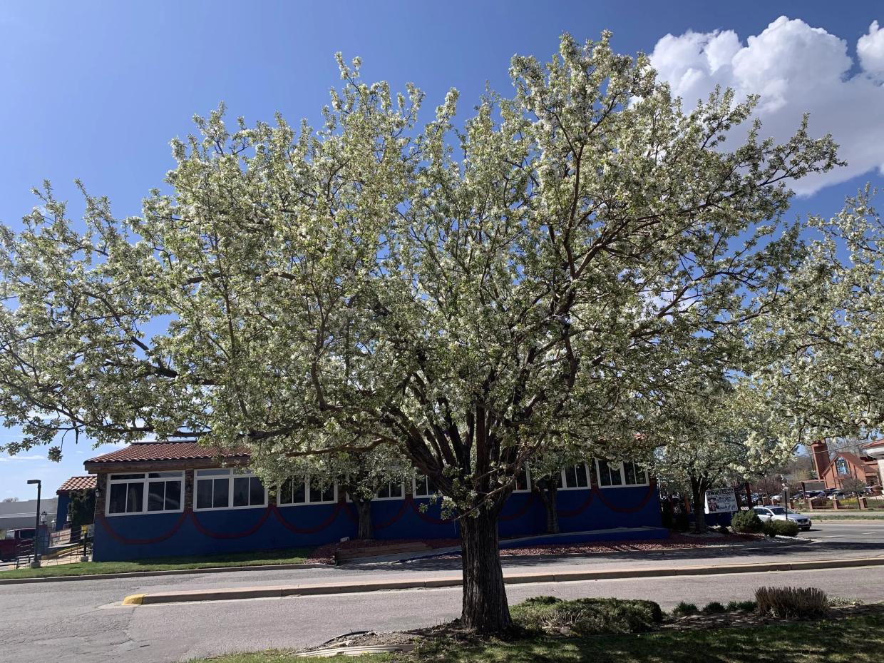 callery pear