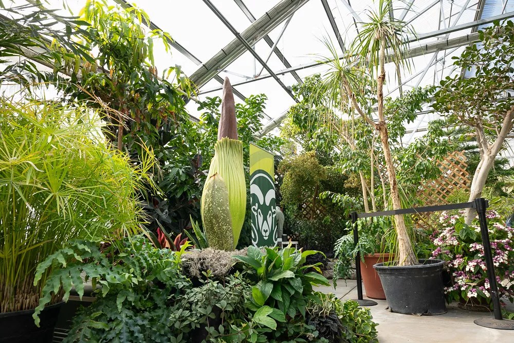 What’s the Big Stink Over Cosmo, the Corpse Flower?