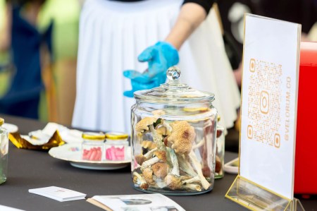 Want to Get High and Help Science? These Colorado Trials Pay You to Try Cannabis or Psychedelics.