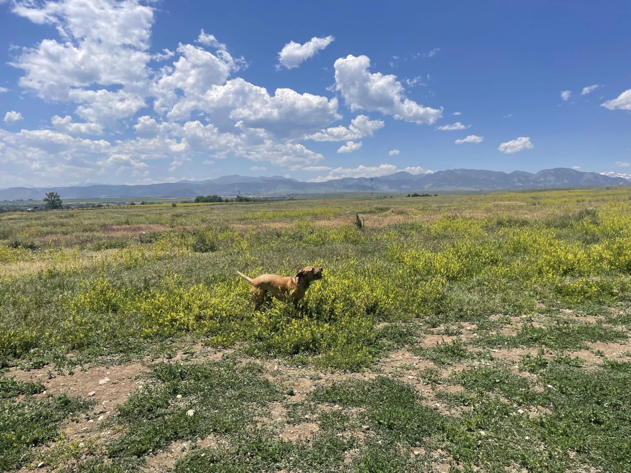 Off-Leash Dogs or Native Prairie? Conflict Ensues Over Westminster Open Space.