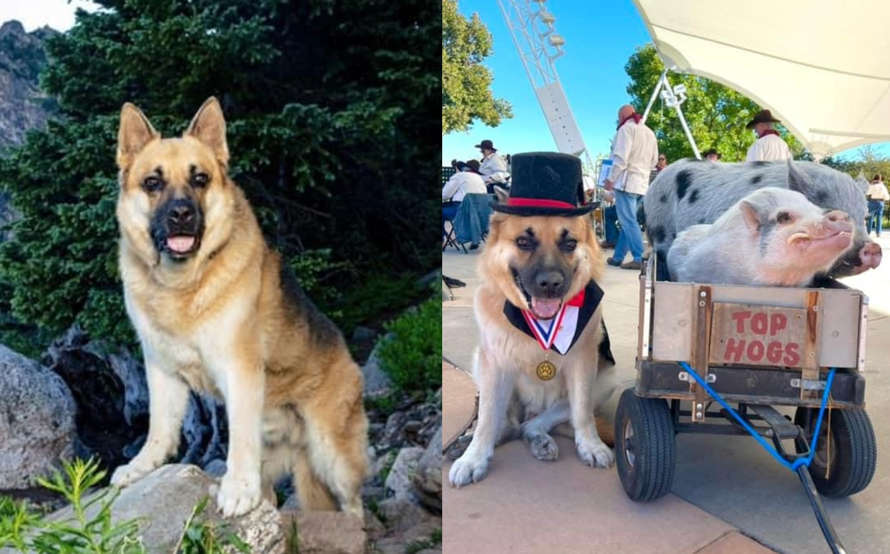 A German Shepherd poses with a top hat and bow tie next to pigs