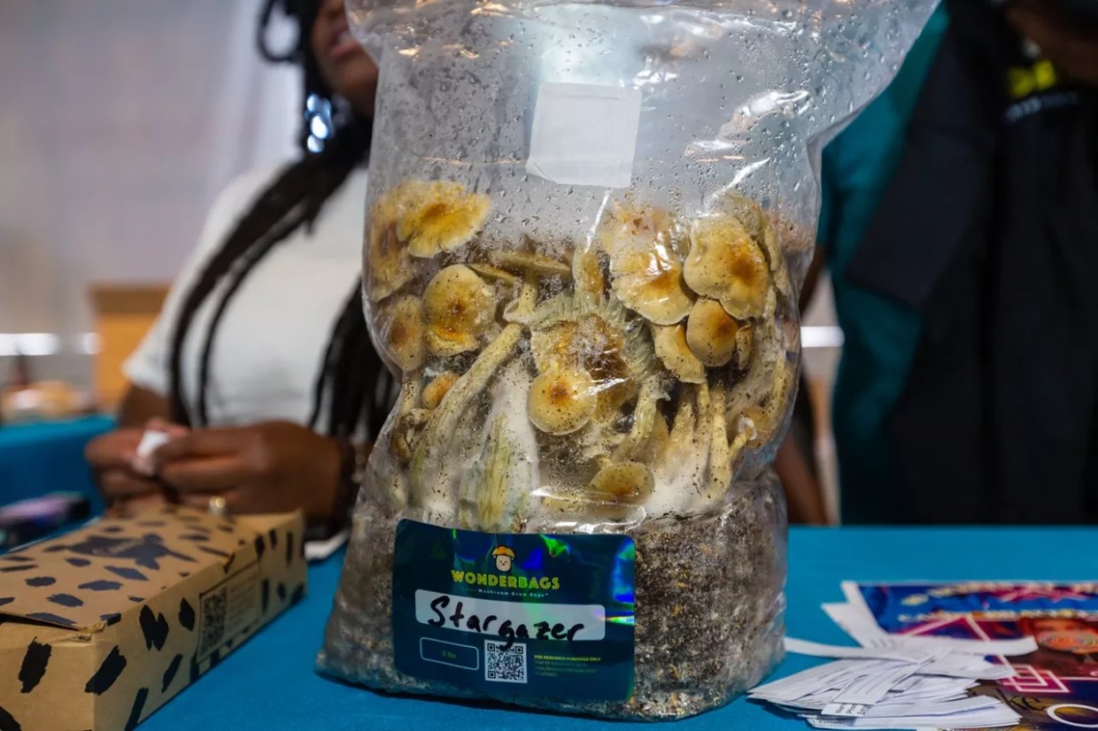 Psilocybin Legislation Is Helping Psychedelic Drugs Make a Comeback. Here Are the Challenges They Face