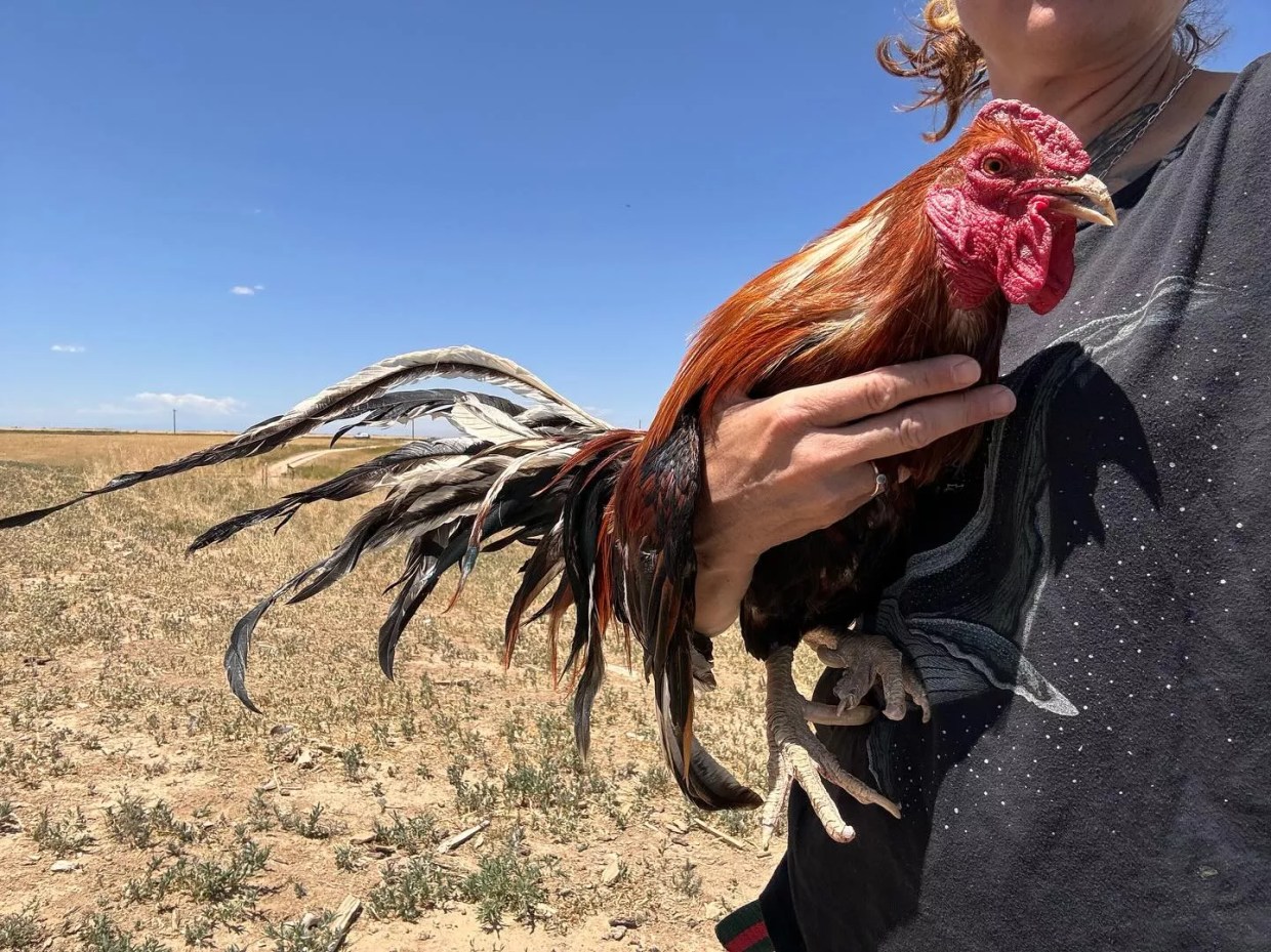 32 Roosters Killed After Cockfighting Raid, Contrary to Claims That Birds Were “Saved”