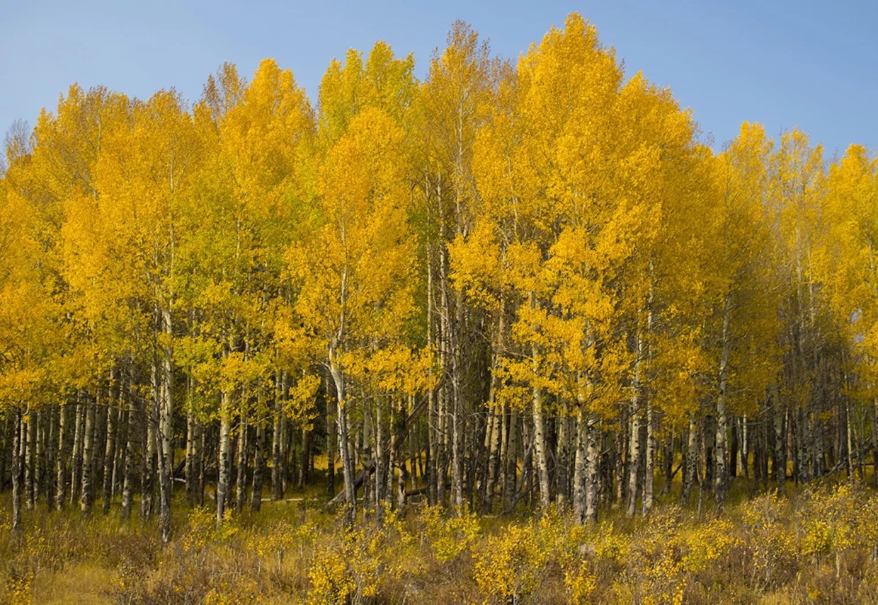 New Colorado Fall Foliage Map Shows When, Where to See Changing Leaves