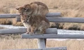 Commentary: Vote to Protect Mountain Lions and Bobcats From Trophy Hunting