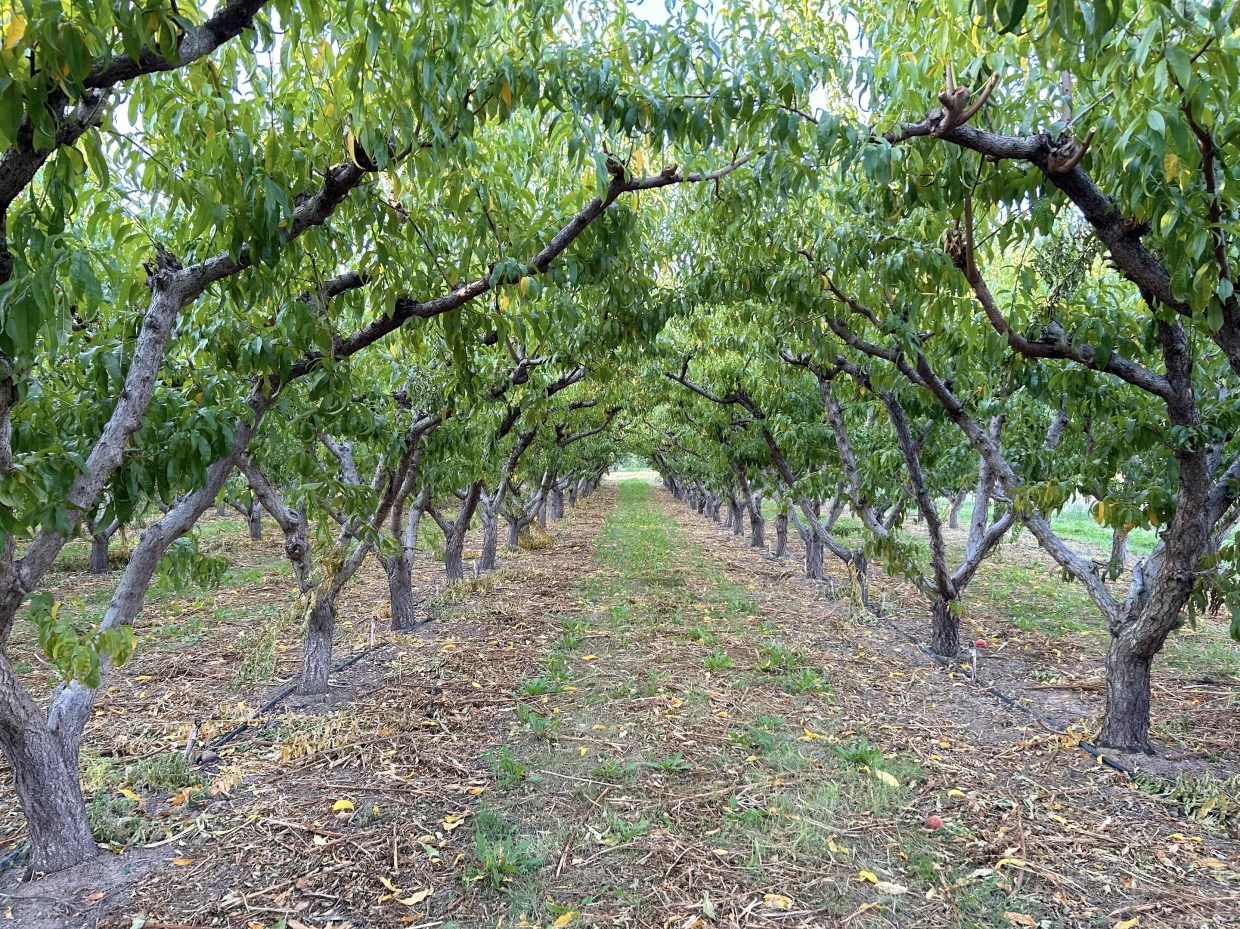 Touring Talbott Farms, Colorado’s Largest Peach and Wine Grape Producer