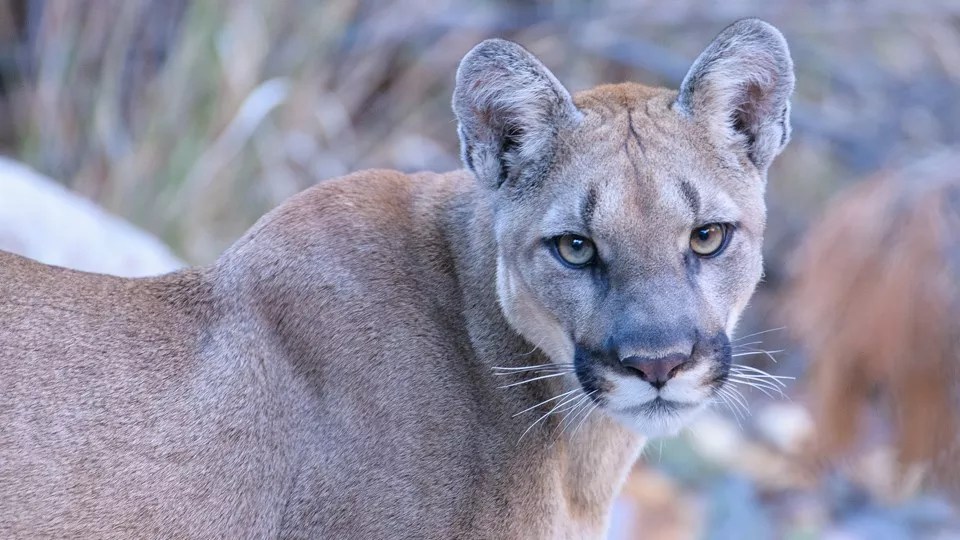 Analysis: Colorado Voters Weigh a Ban on Hunting Mountain Lions as Attitudes Toward Wild Predators Shift