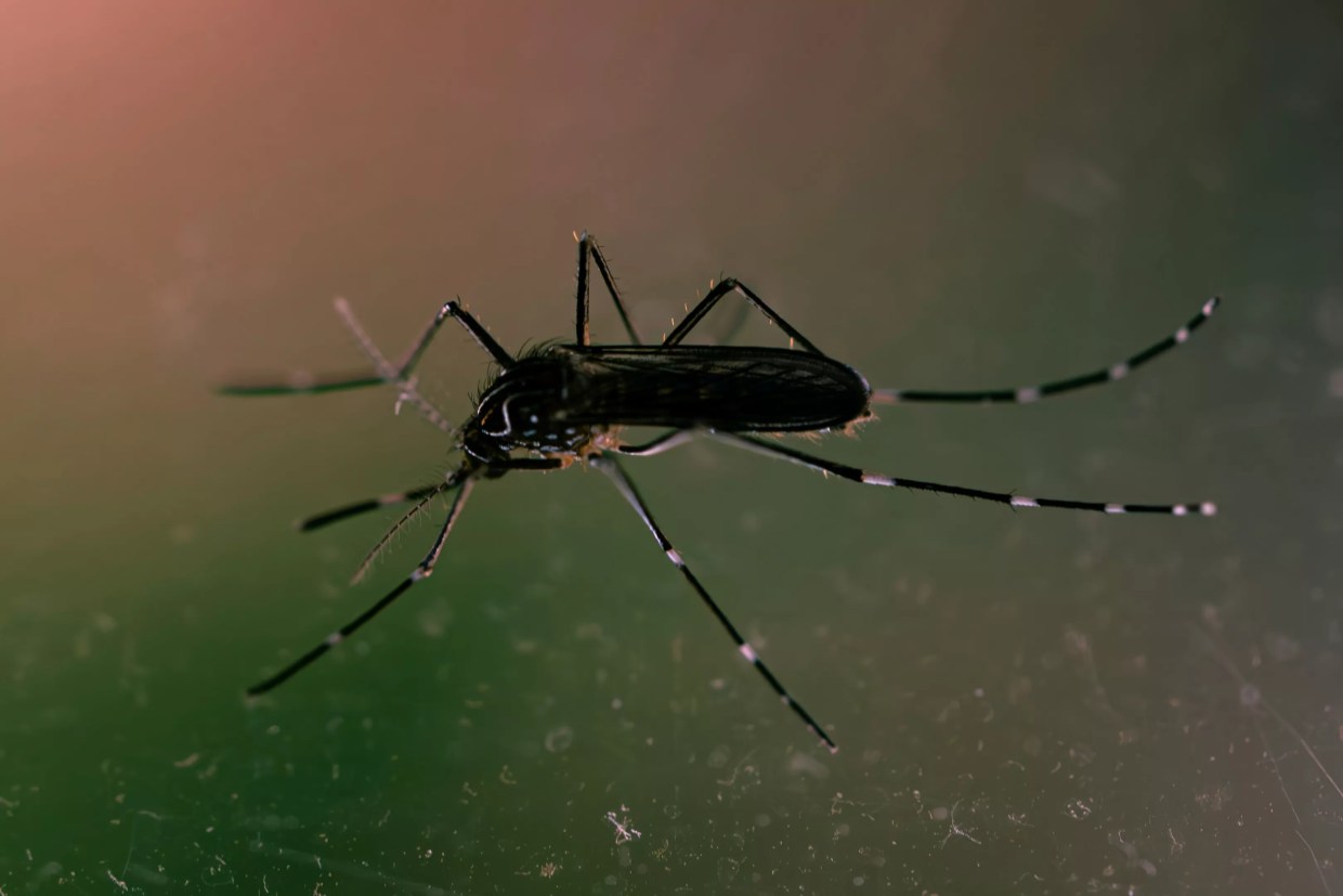 CBD, the Mosquito Killer? Hemp Extract Shows Promise as Pesticide