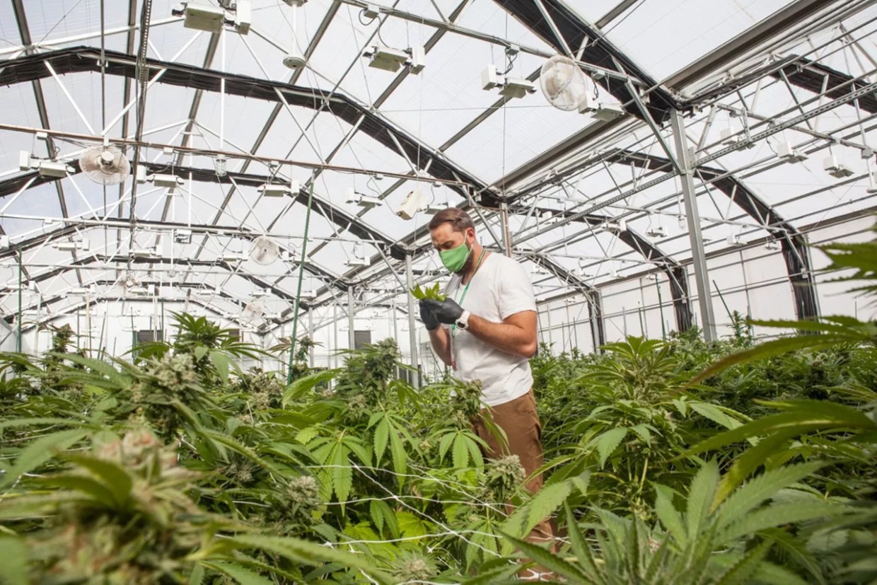 OSHA to Begin Regular Inspections of Colorado Marijuana Facilities