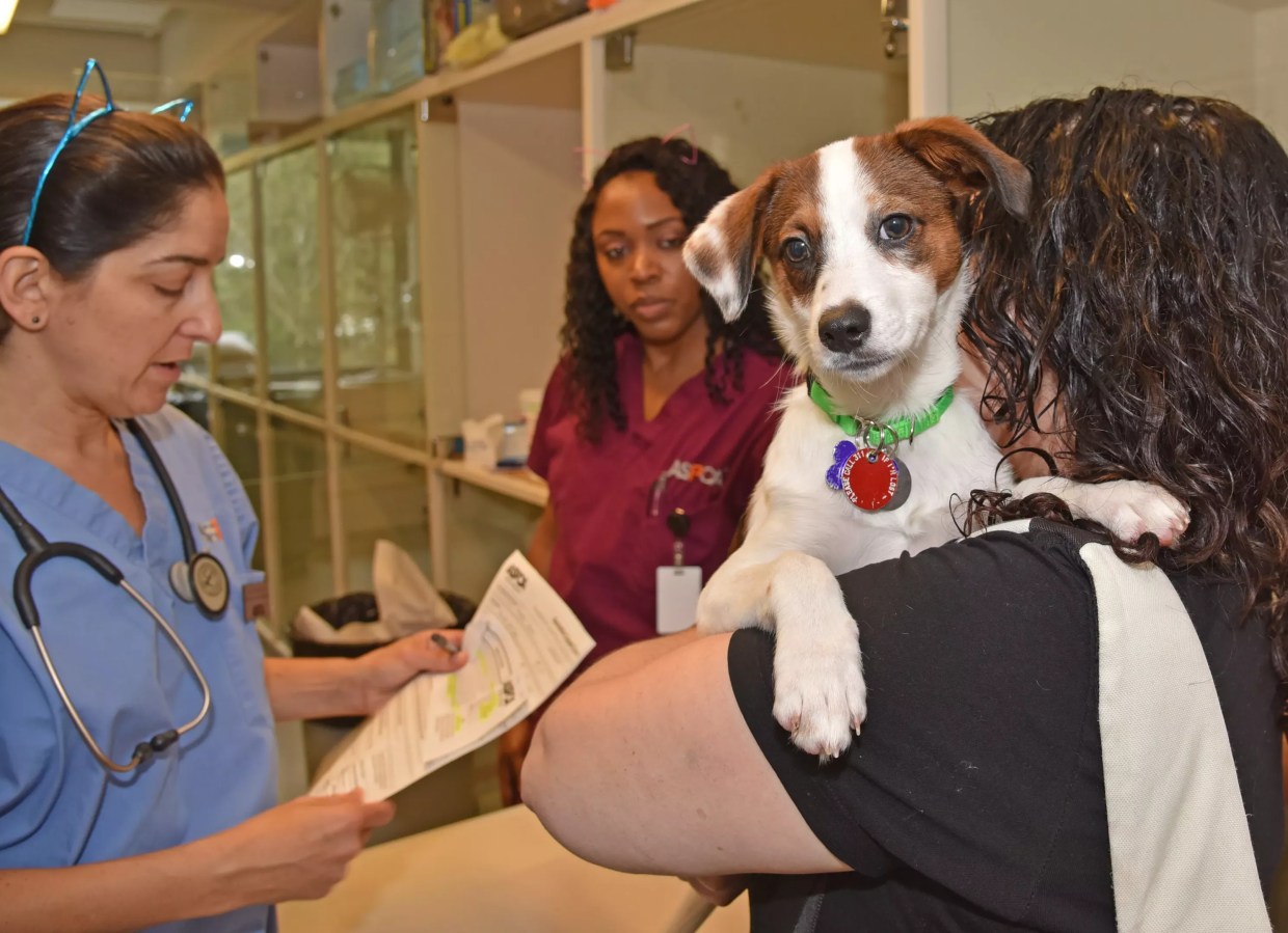 Opinion: Proposition 129 Will Help People and Pets in Colorado