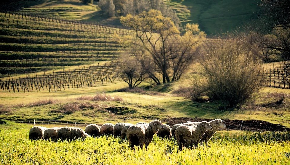 Analysis: Denver Slaughterhouse Ban Could Affect Food Systems in Colorado and Beyond