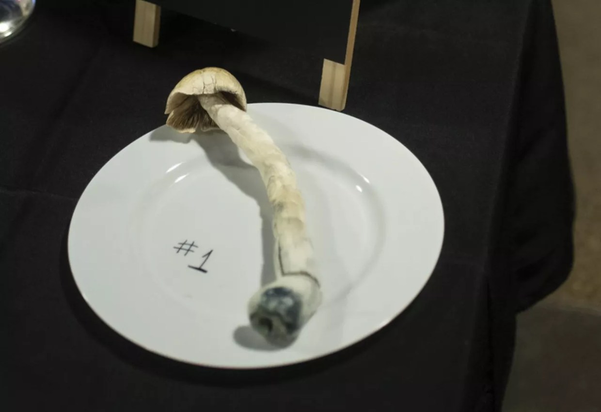 Denver Approves Magic Mushroom Licensing Rules, Expects Slow Turnout