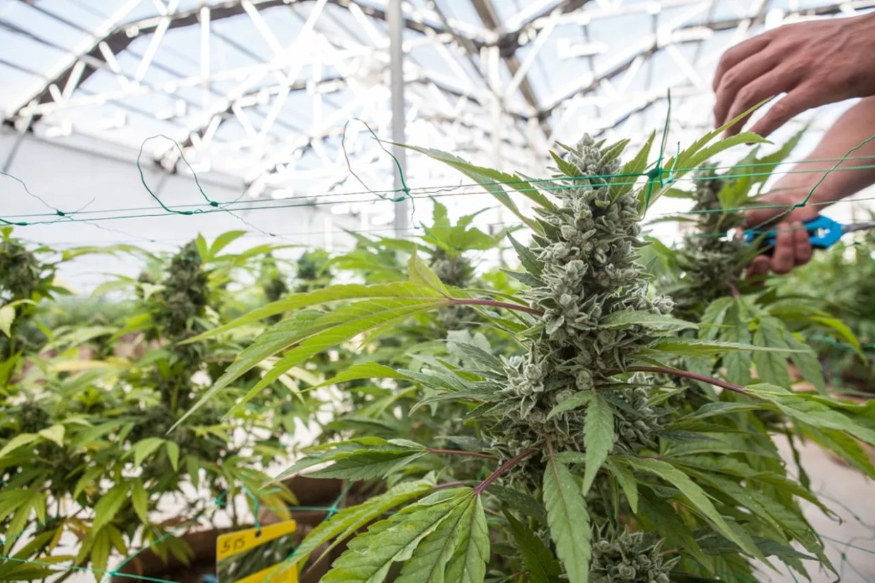 Colorado Marijuana Sales Continue Getting Colder in 2024. Low-Potency Weed Won’t Heat Things Up.