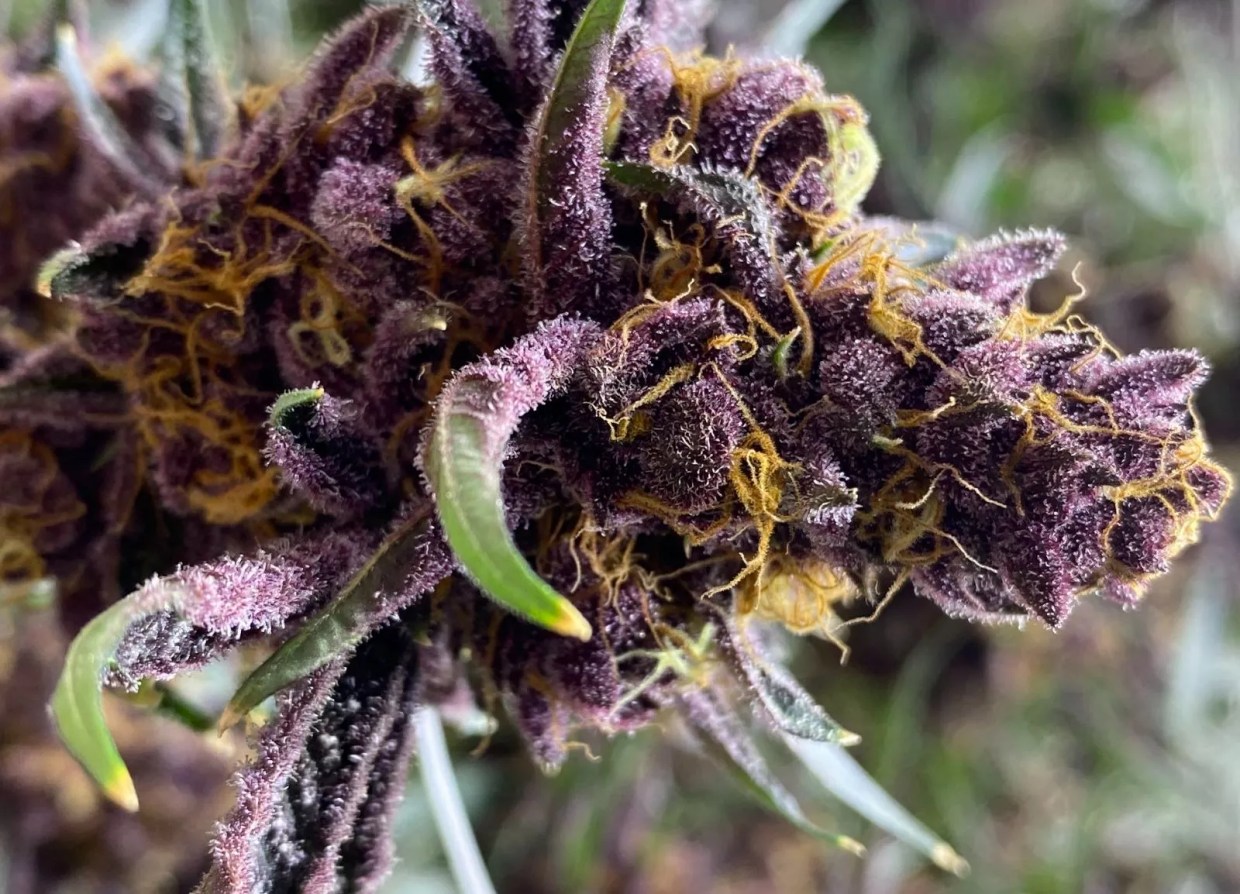 High Notes: New Rosin, Marijuana Movie Nights and the Most Purple Weed I’ve Ever Seen