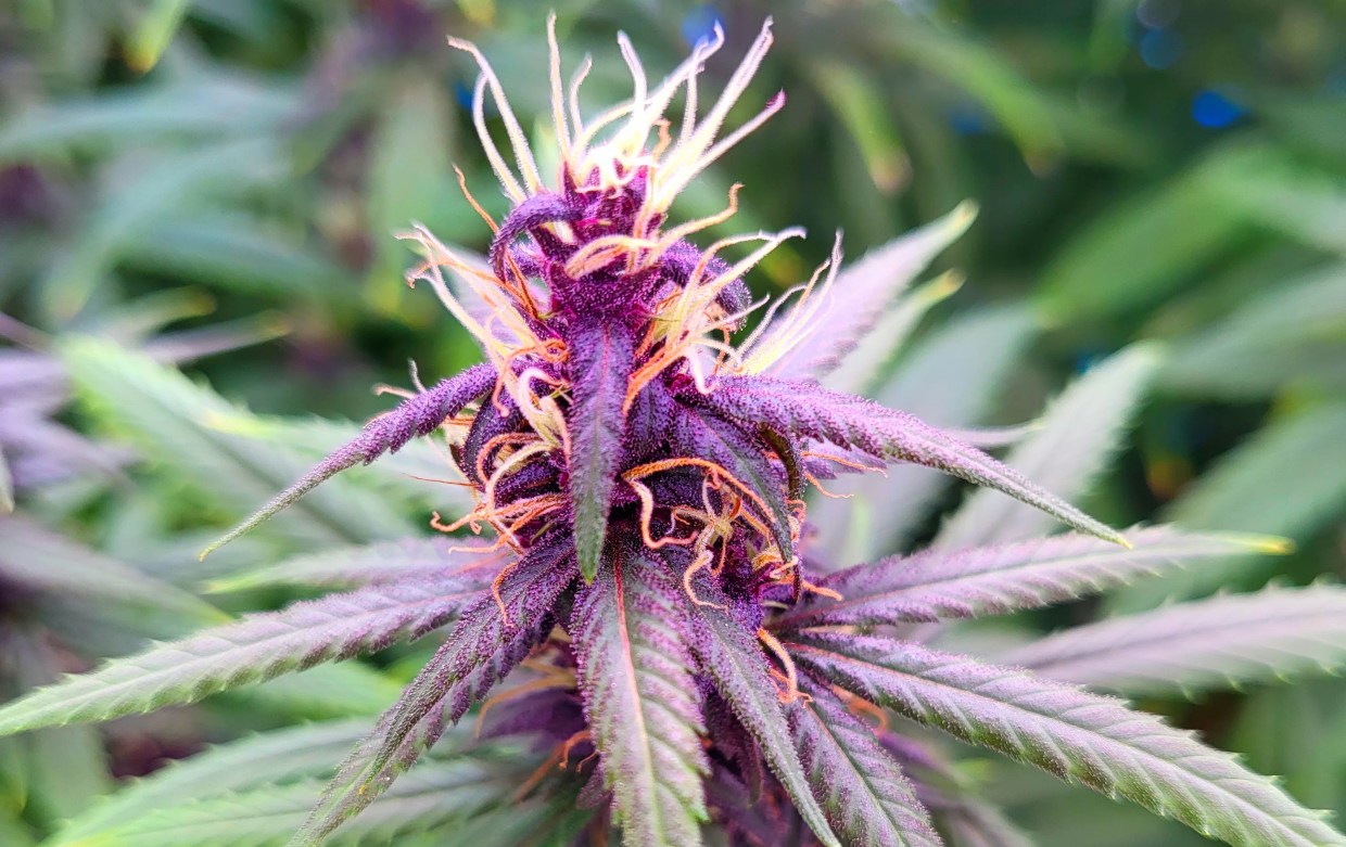 CSU-Pueblo’s New Weed Strain Could Bear the Most Complete Genome Yet. It’s Also Really Hot.