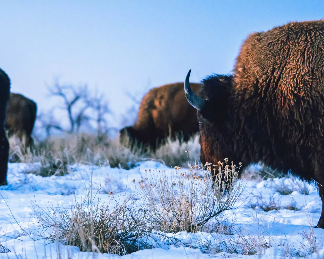 Polis Signs Law Protecting Roaming Bison From Hunting
