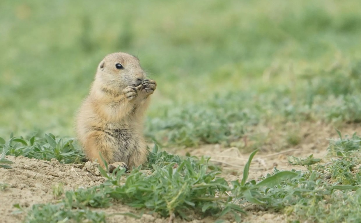 Longmont Prairie Dogs Likely Headed for Death After HOA Vote