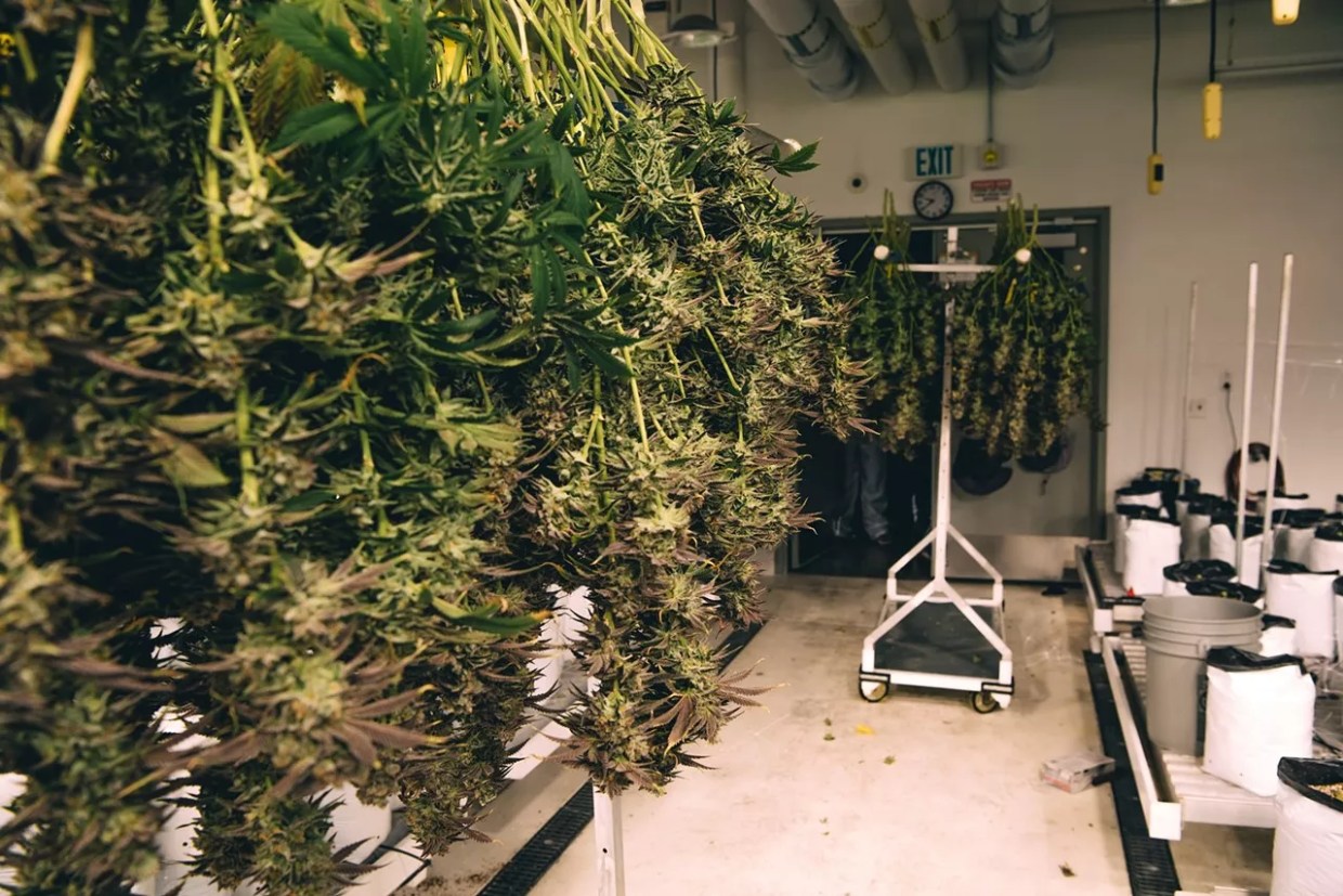 Latest Colorado Marijuana Recall Stretches Back to 2023