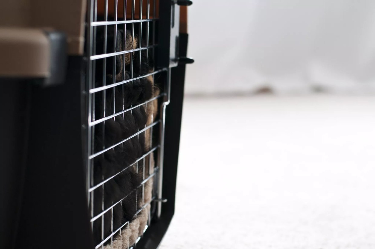 Colorado Pet Rescue’s License Suspended After Four Puppies Euthanized