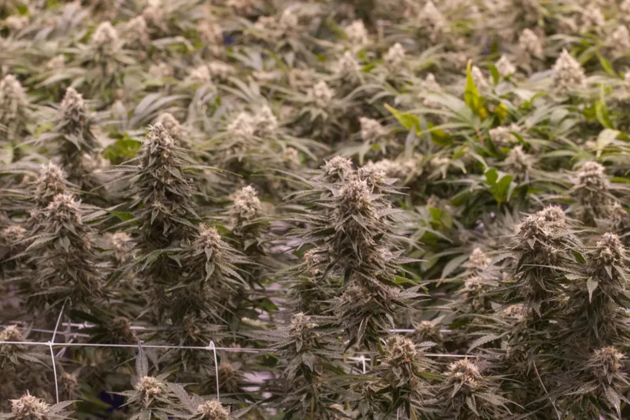 Two Marijuana Recalls Hit Colorado on Same Day