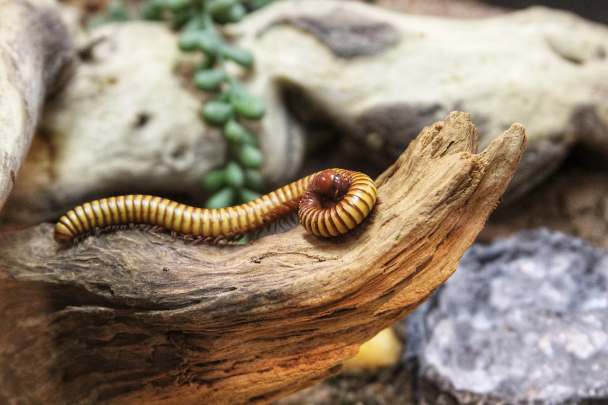 Butterfly Pavilion Highlights the Invertebrates of Mexico in New Exhibit