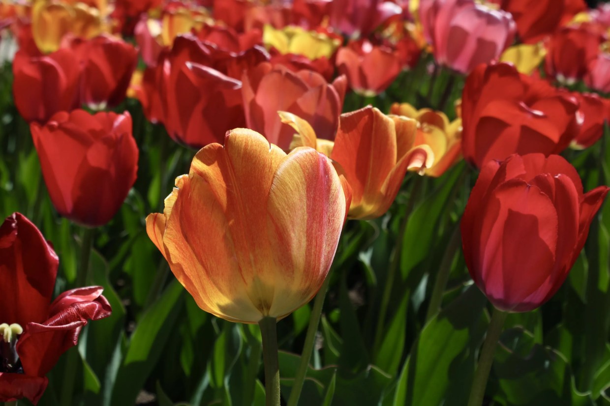 The Tulips Have Popped at the Denver Botanic Gardens
