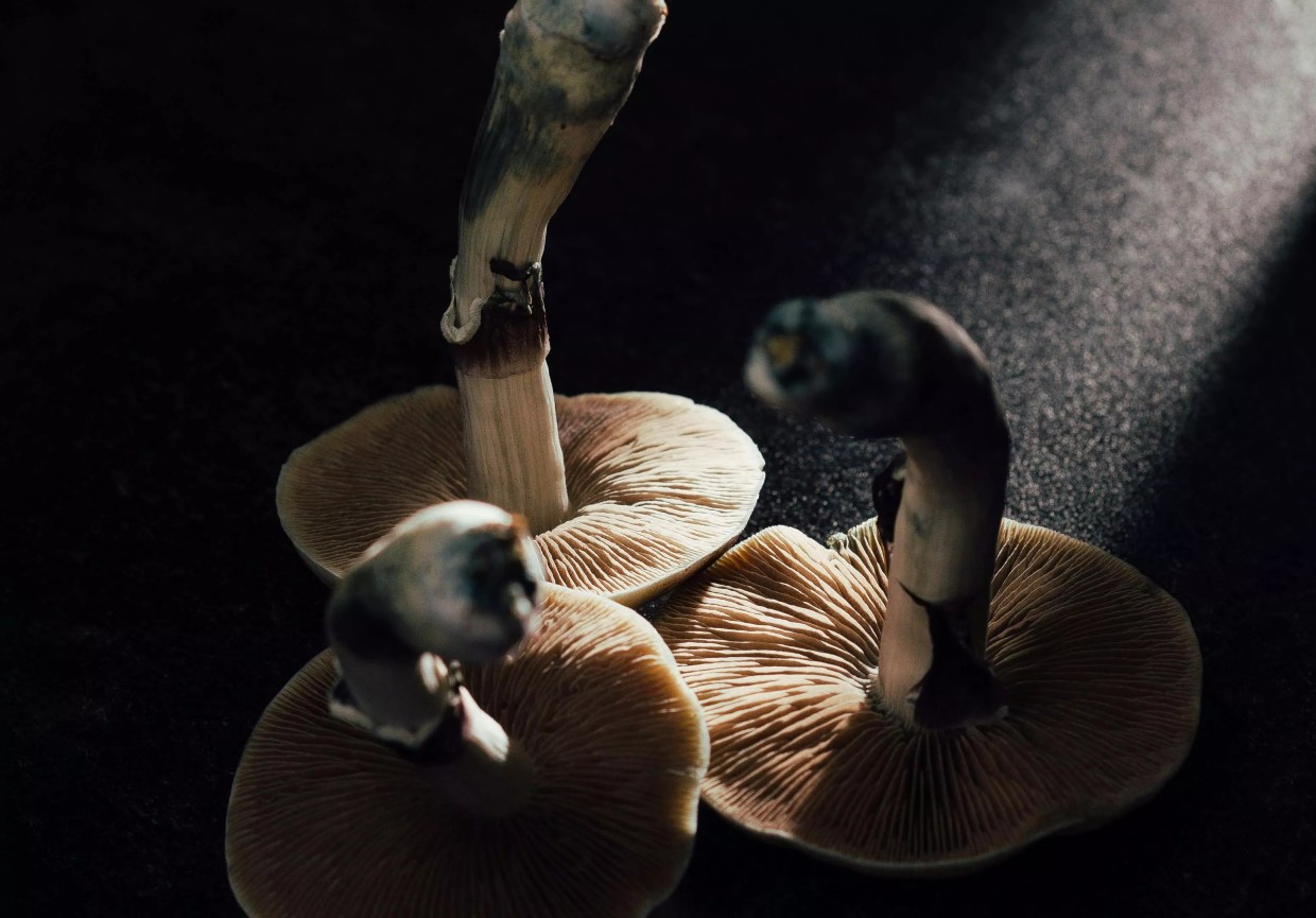 New Colorado Law Enables Psychedelic Pardons, Statewide Study