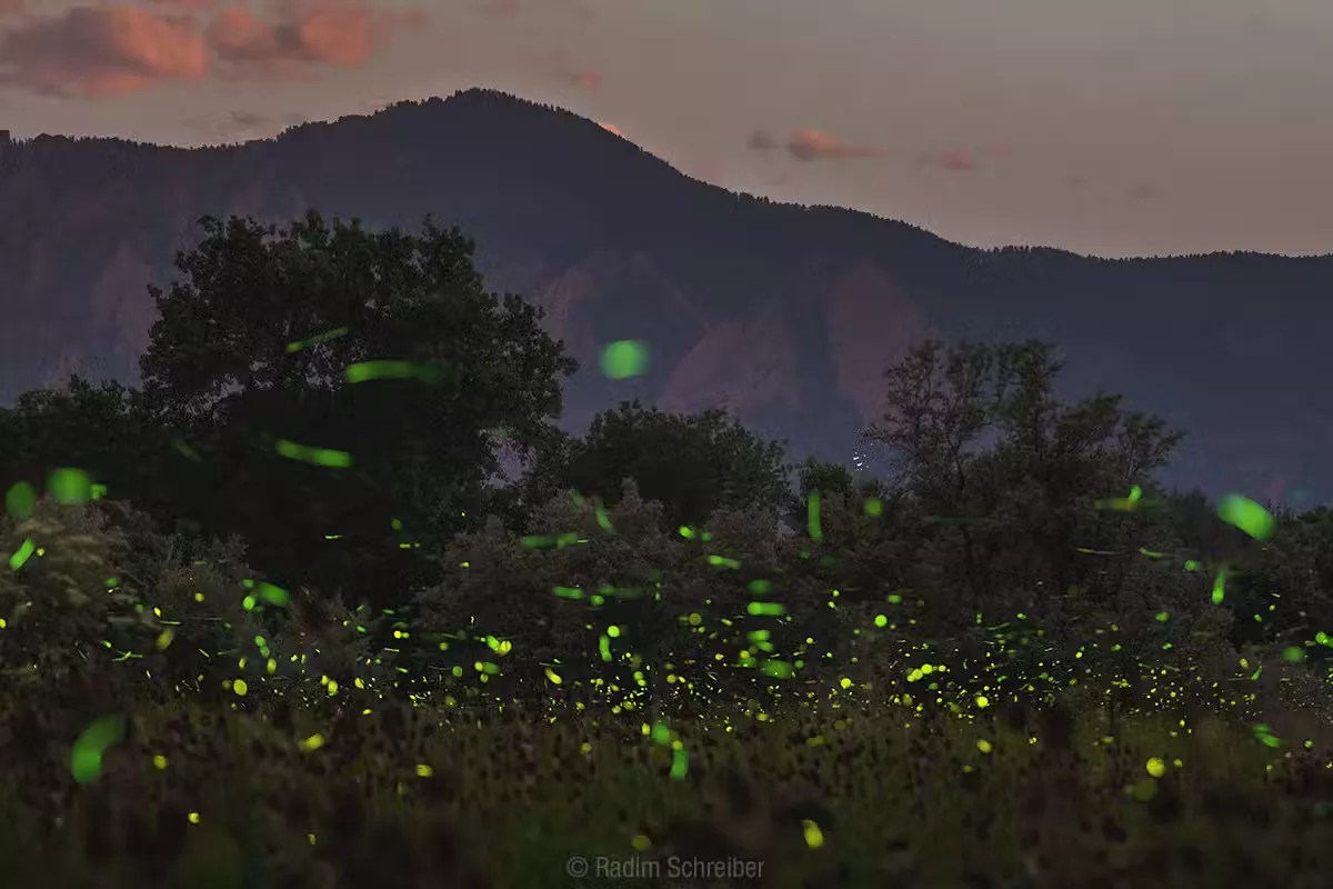 fireflies in Colorado