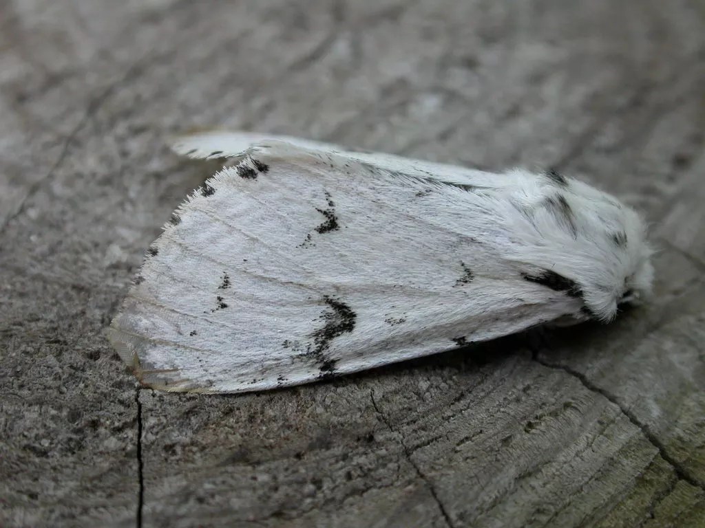Miller Moths Haven’t Descended on Denver Yet, but They’re on the Way