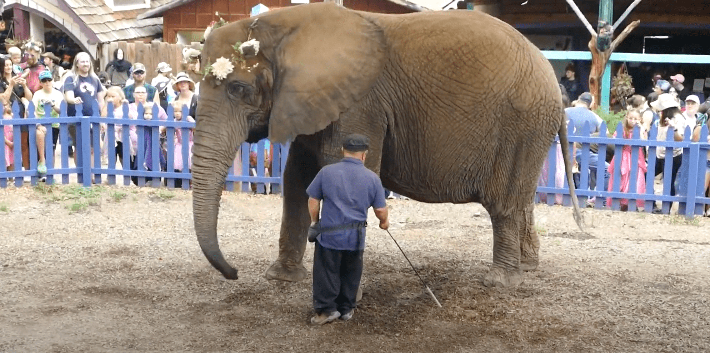 An elephant wearing a flower crown