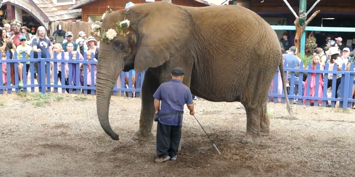 The Elephant at the Ren Fest: Colorado Denies Permit For Elephants at Event
