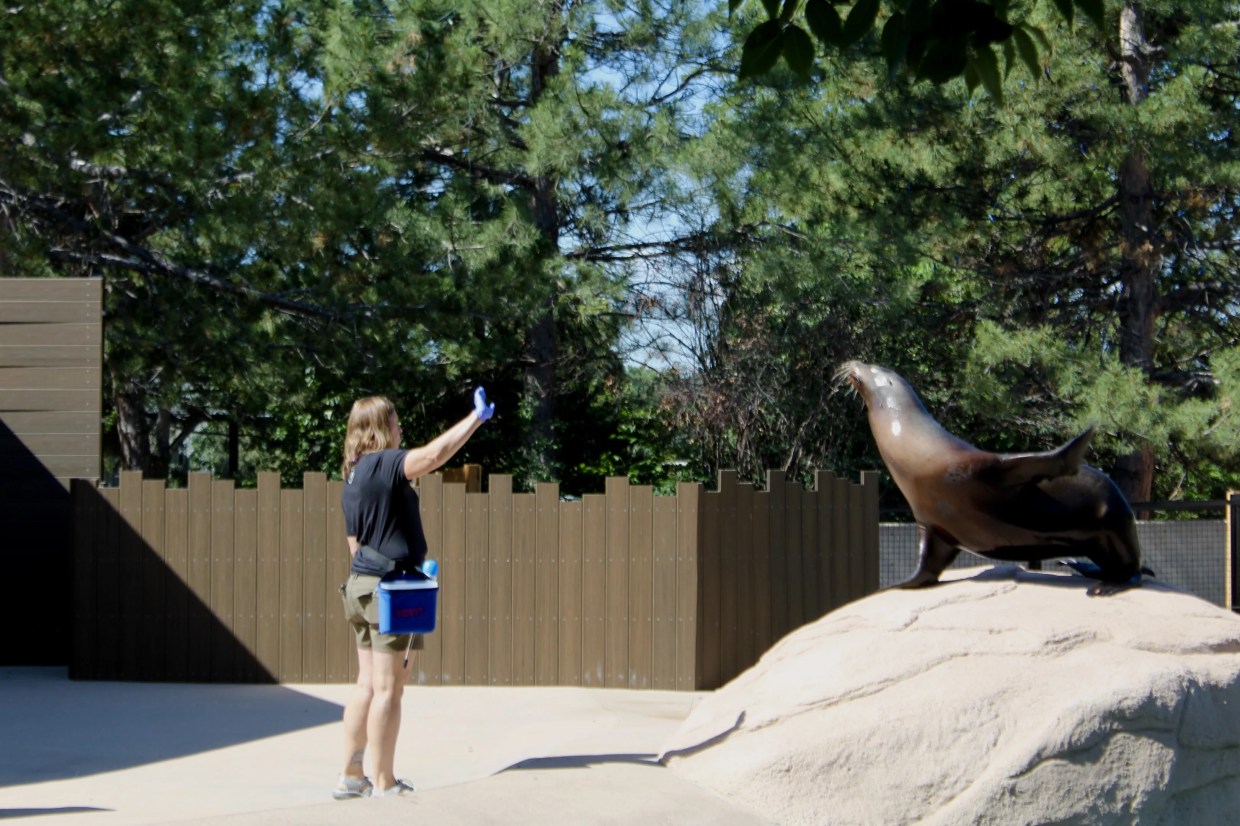 Back With a Splash: Sea Lions Return to Denver Zoo Upon Completion of New Habitat