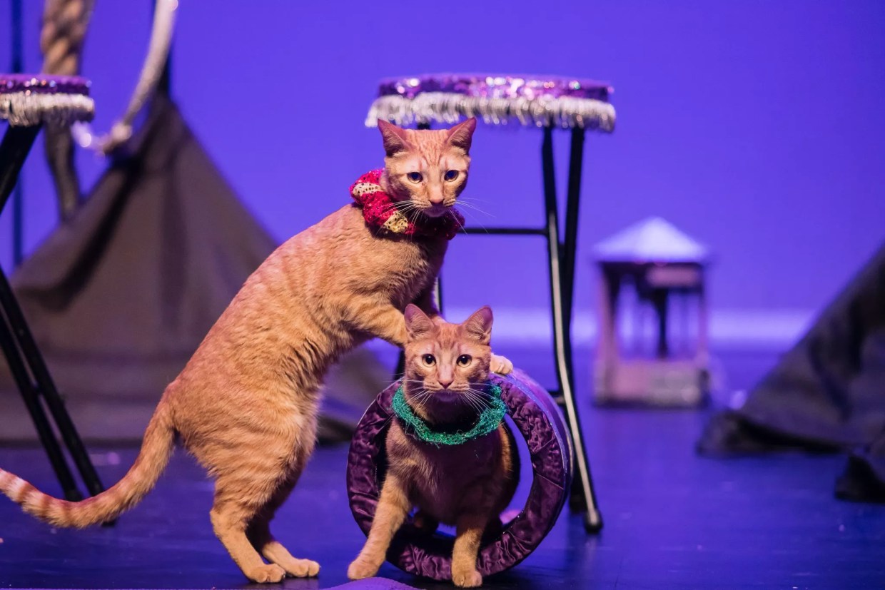 Review: <i>The Amazing Acro-Cats</i> Return to Denver With Purr-fectly Chaotic Charm