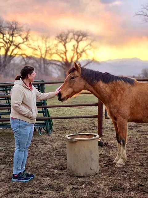 A person pets a horse