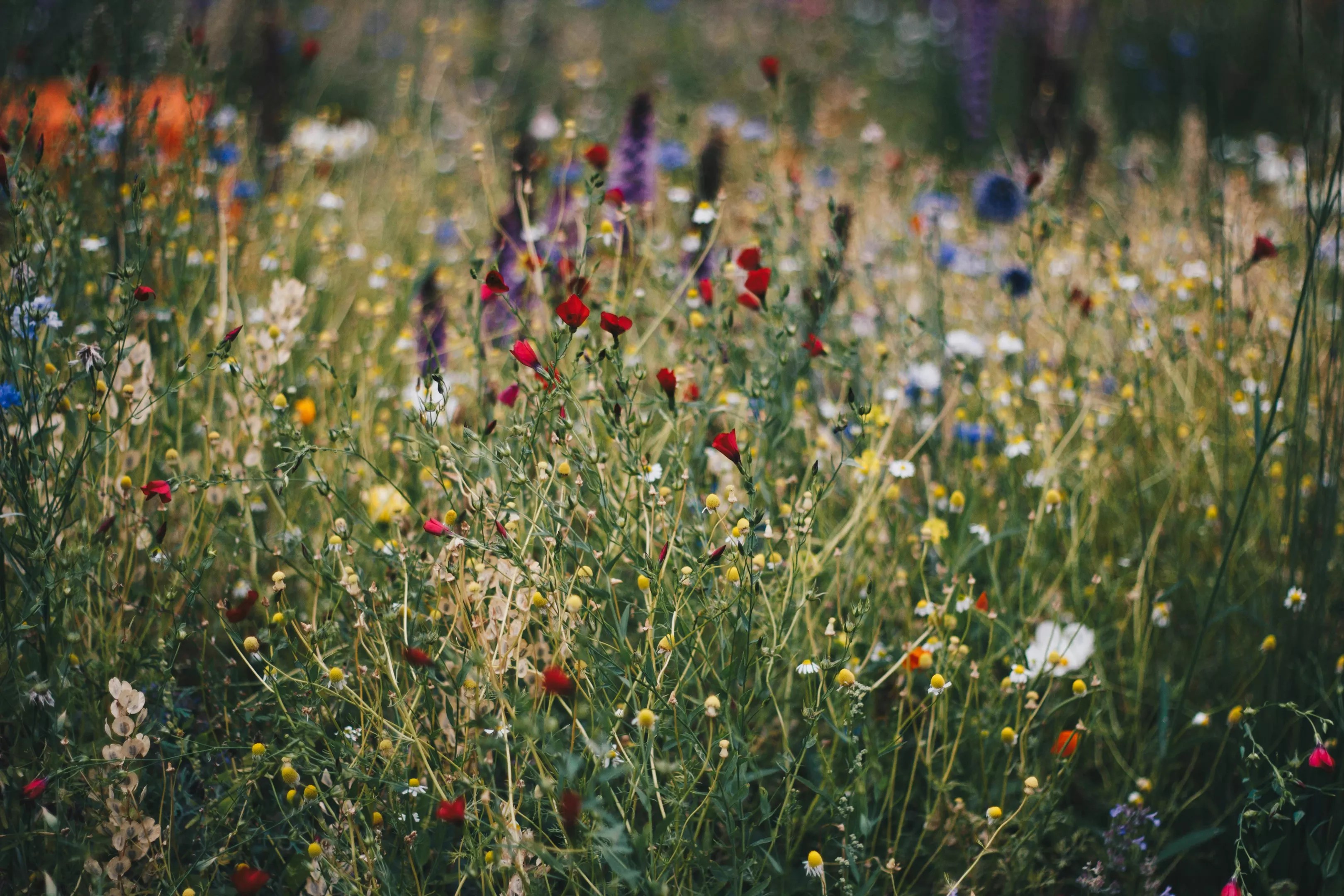 colorful wildflowers growing outside